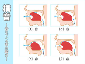 構音の仕組みについてのイラスト
